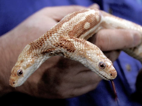 serpente a due teste